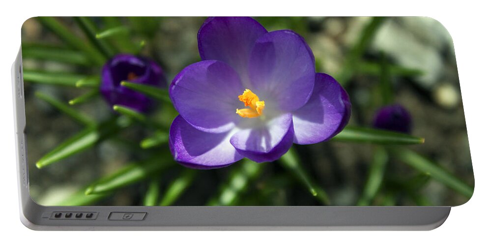 Flower Portable Battery Charger featuring the photograph Crocus In Bloom #1 by Jeff Severson