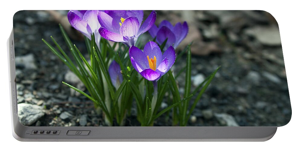 Flower Portable Battery Charger featuring the photograph Crocus In Bloom #2 by Jeff Severson