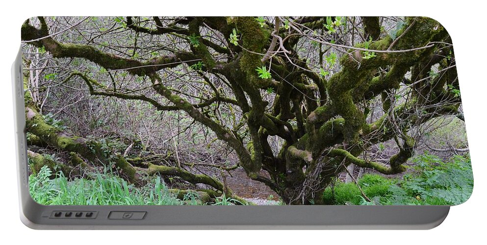 Crooked Trunks And Limbs Portable Battery Charger featuring the photograph Crooked Trunks and Limbs by Warren Thompson