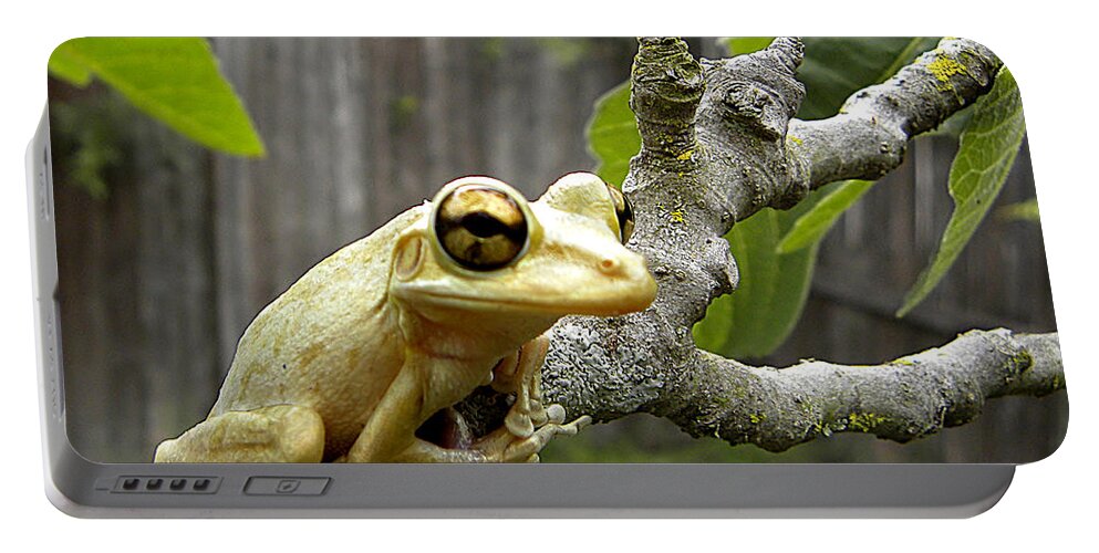 Cuban Tree Frog Portable Battery Charger featuring the photograph Cuban Tree Frog 001 by Christopher Mercer