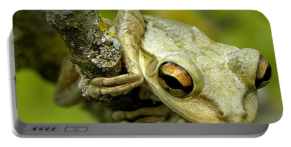 Cuban Tree Frog Portable Battery Charger featuring the photograph Cuban Tree Frog by Christopher Mercer