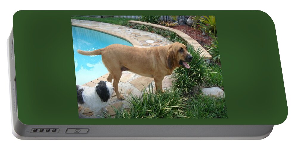 Bloodhound Portable Battery Charger featuring the photograph Cujo and Lucky by the Pool by Val Oconnor