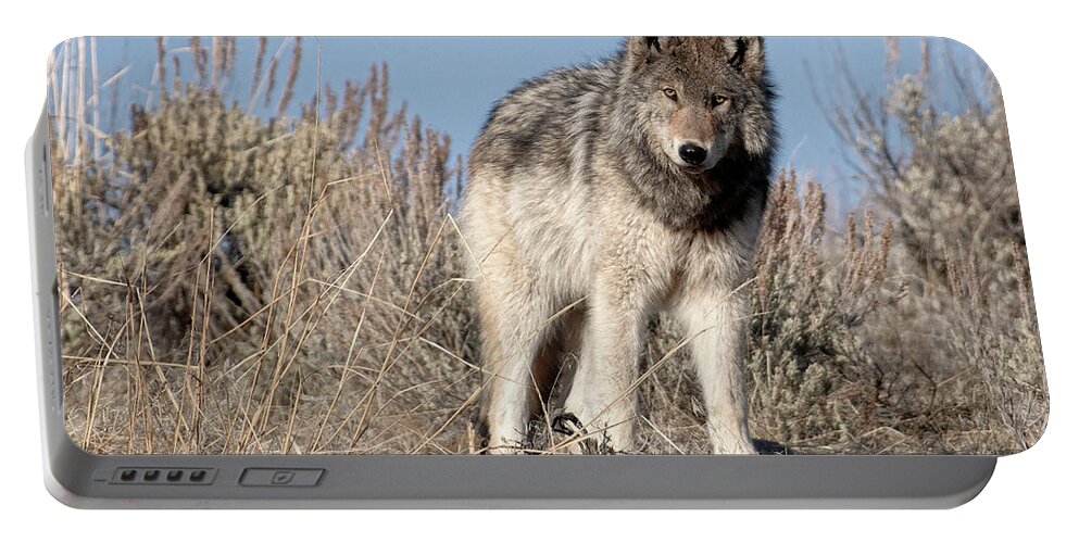 Grey Wolf Portable Battery Charger featuring the photograph Curiosity by Deby Dixon