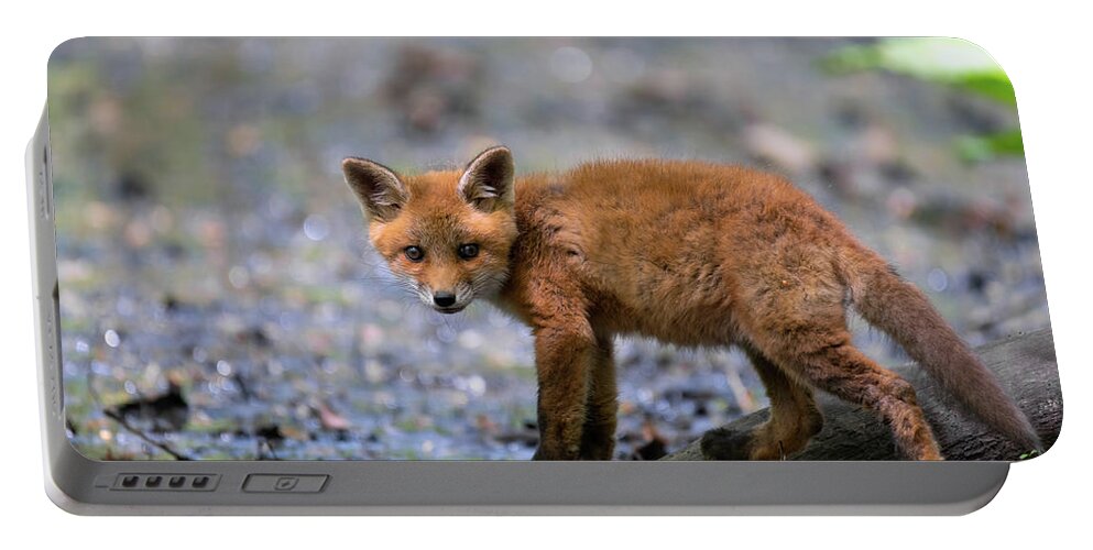 Fox Cub. Baby Fox Portable Battery Charger featuring the photograph Curious fox cub by Sam Rino