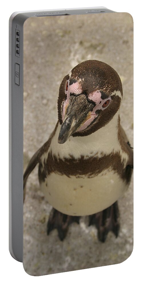 Penguin Portable Battery Charger featuring the photograph Curious Penguin by Ian Middleton