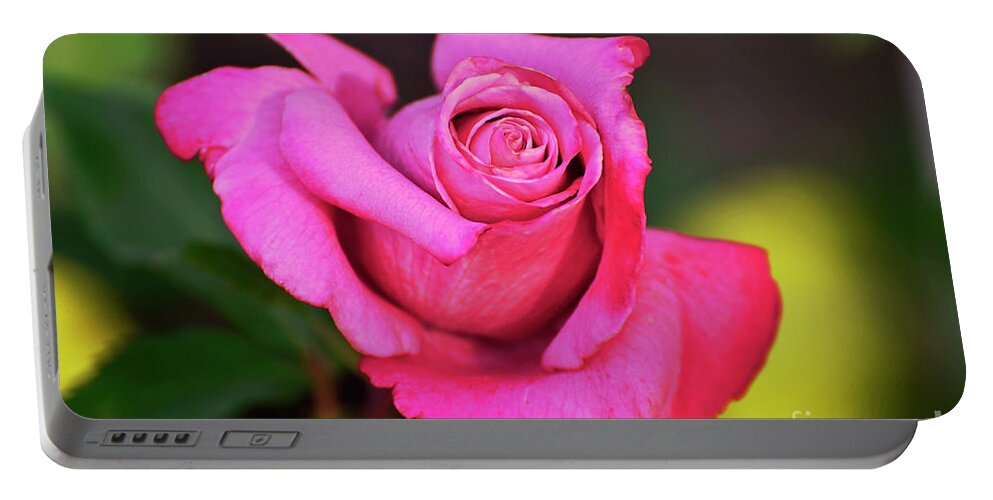 Rose Portable Battery Charger featuring the photograph Curled Beauty by Debby Pueschel