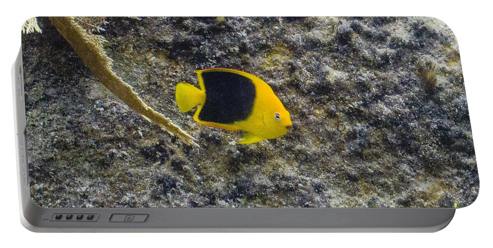 Ocean Portable Battery Charger featuring the photograph Cutie Beauty by Lynne Browne