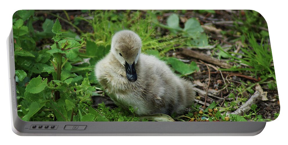 Cygnet Portable Battery Charger featuring the photograph Cygnet by Cassandra Buckley