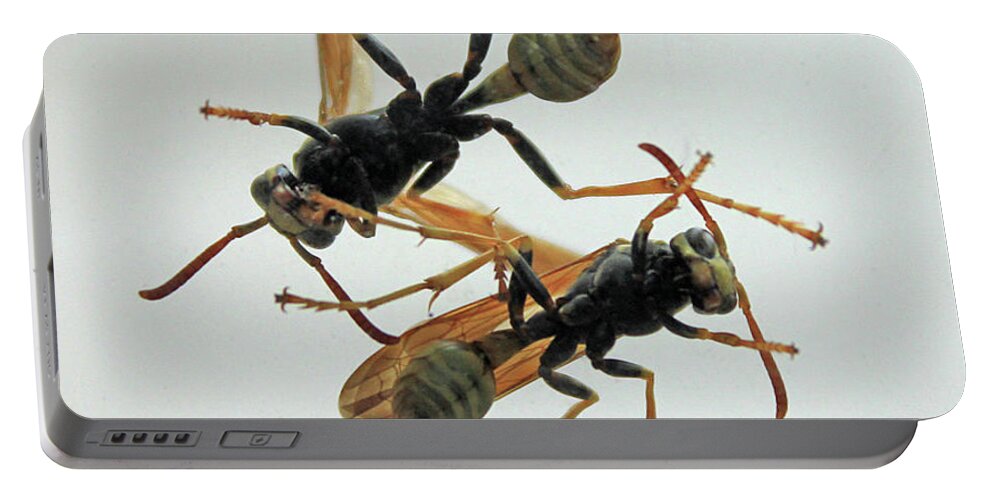 Insect Portable Battery Charger featuring the photograph D2B6337 Wasps on Sonoma Mountain by Ed Cooper Photography