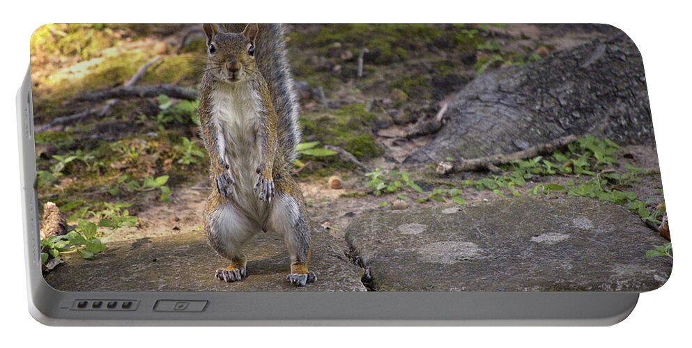 Squirrel Portable Battery Charger featuring the photograph Daddy Jr by Frances Ann Hattier