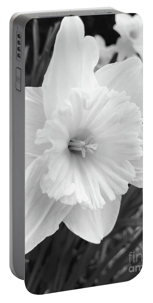 Daffodil Portable Battery Charger featuring the photograph Daffodil 2018 by Jon Munson II