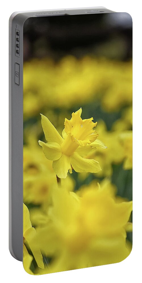 Daffodil Portable Battery Charger featuring the photograph Daffodil by Kuni Photography