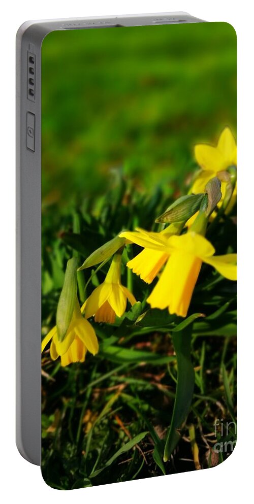 Nature Portable Battery Charger featuring the photograph Daffodils by Jarek Filipowicz