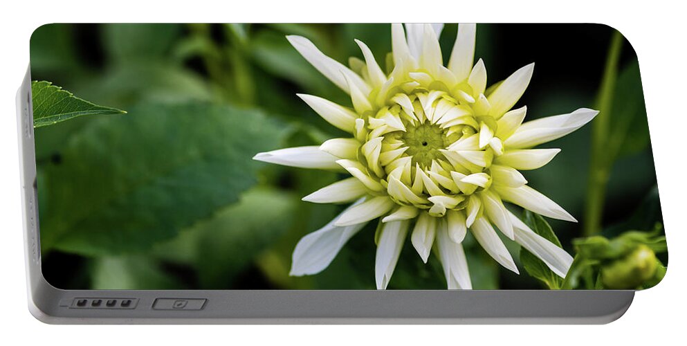 Dahlia Cactus Tall White Portable Battery Charger featuring the photograph Dahlia Cactus Tall White by Torbjorn Swenelius