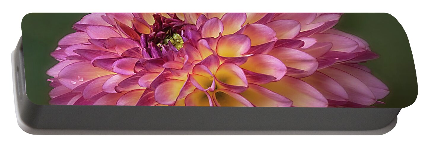 Flower Portable Battery Charger featuring the photograph Dahlia 'Foxy Lady' by Ann Jacobson