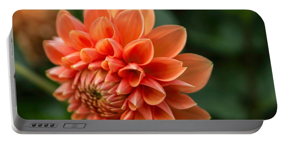 Florals Portable Battery Charger featuring the photograph Dahlia Petals by Arlene Carmel