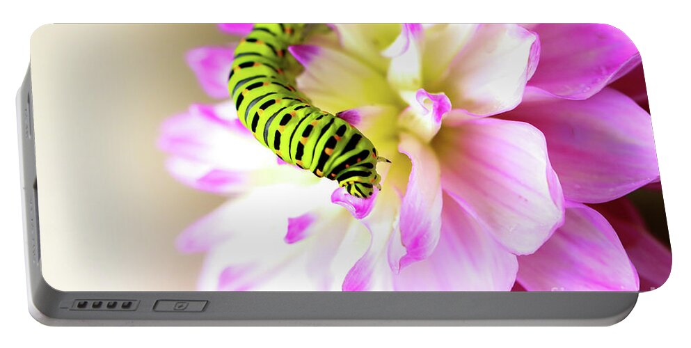 Dahlia Portable Battery Charger featuring the photograph Dahlia with Caterpillar by Amanda Mohler