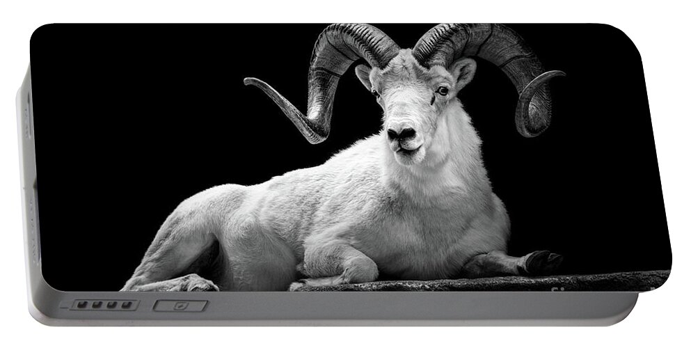Dall Sheep Portable Battery Charger featuring the photograph Dall Sheep by Jarrod Erbe