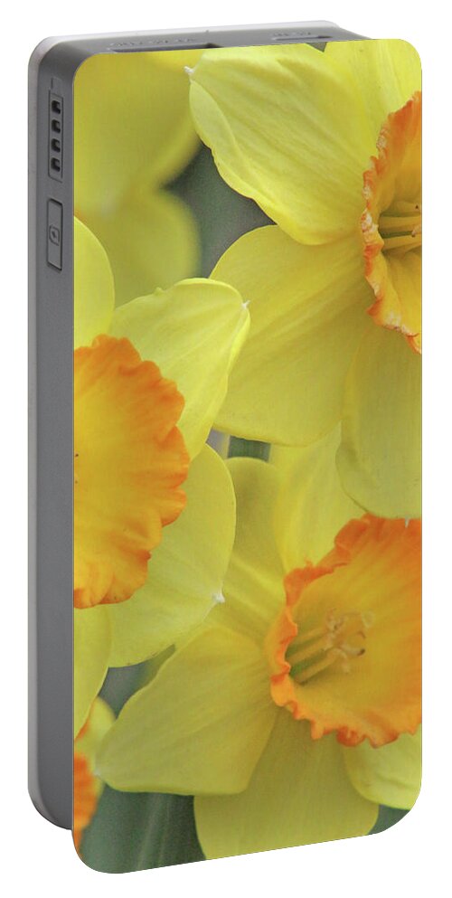 Daffodil Portable Battery Charger featuring the photograph Dallas Daffodils 24 by Pamela Critchlow
