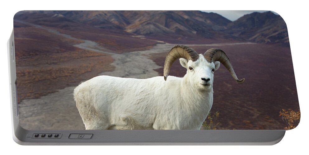 00440953 Portable Battery Charger featuring the photograph Dalls Sheep in Denali by Yva Momatiuk John Eastcott