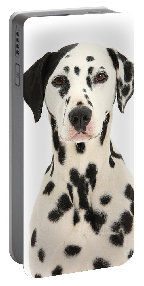 Dalmatian Portable Battery Charger featuring the photograph Dalmatian dog portrait by Warren Photographic