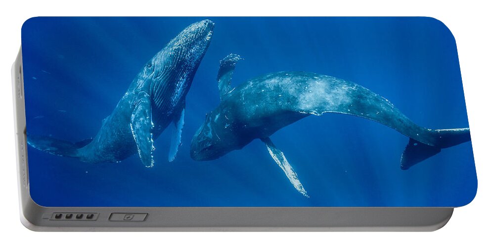 00513190 Portable Battery Charger featuring the photograph Dancing Humpback Whales by Flip Nicklin