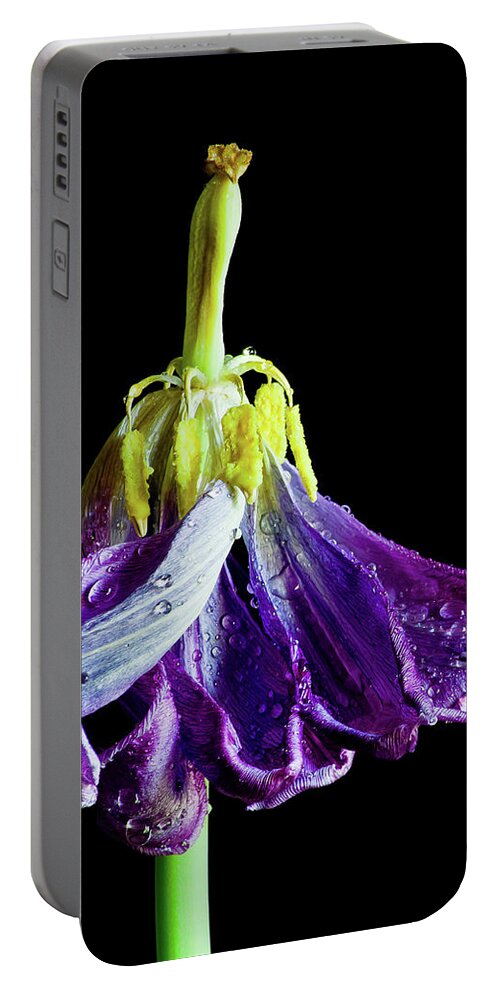 Tulip Portable Battery Charger featuring the photograph Dancing Tulip by Adam Reinhart