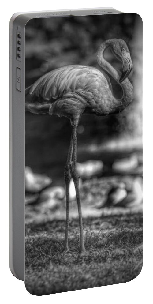 Flamingo Portable Battery Charger featuring the photograph Dark Side of the Pond by Stoney Lawrentz