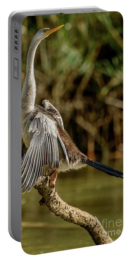 Bird Portable Battery Charger featuring the photograph Darter 01 by Werner Padarin