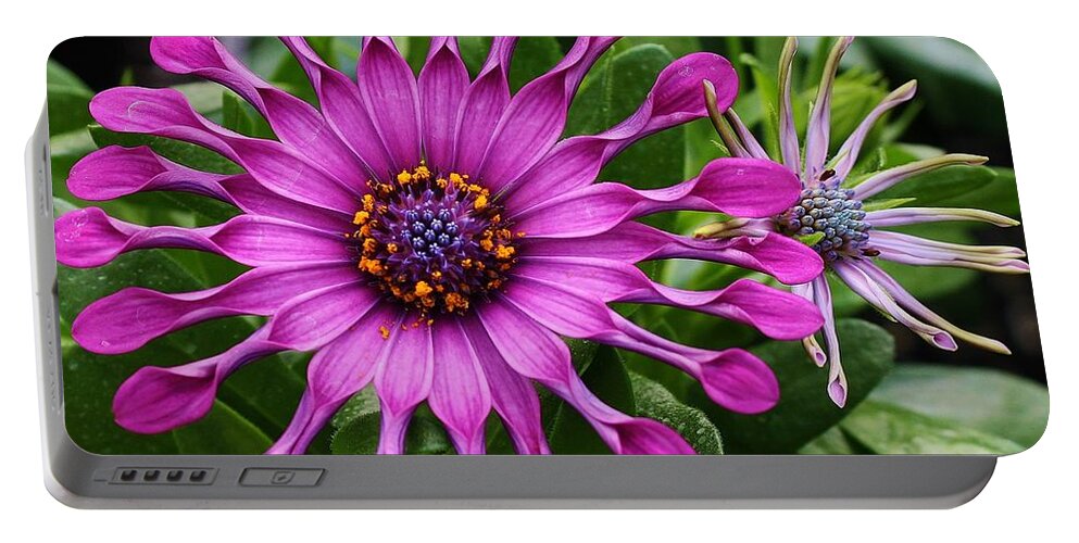 Flora Portable Battery Charger featuring the photograph Daisy of a Different Kind by Bruce Bley