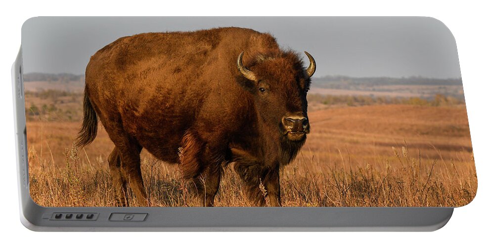 Kansas Portable Battery Charger featuring the photograph DDP DJD Bison Cow Afternoon Sunlight 1533 by David Drew