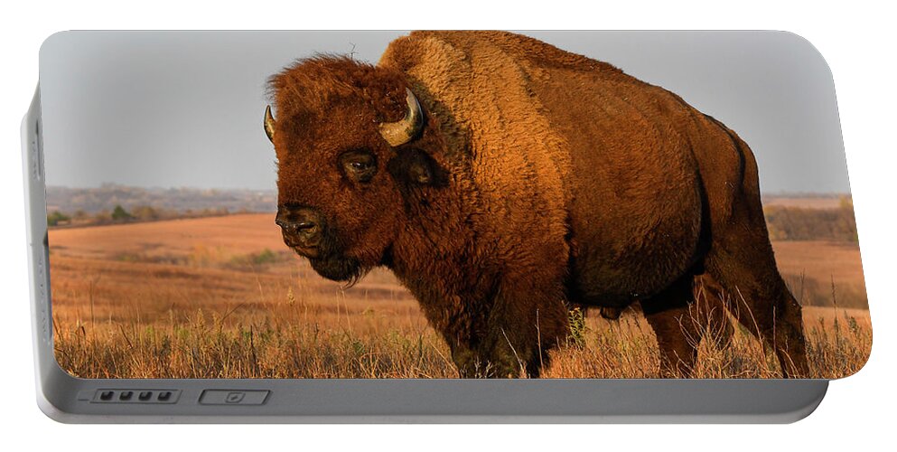 Kansas Portable Battery Charger featuring the photograph DDP DJD Maxwell Evening Light Bull 1569 by David Drew