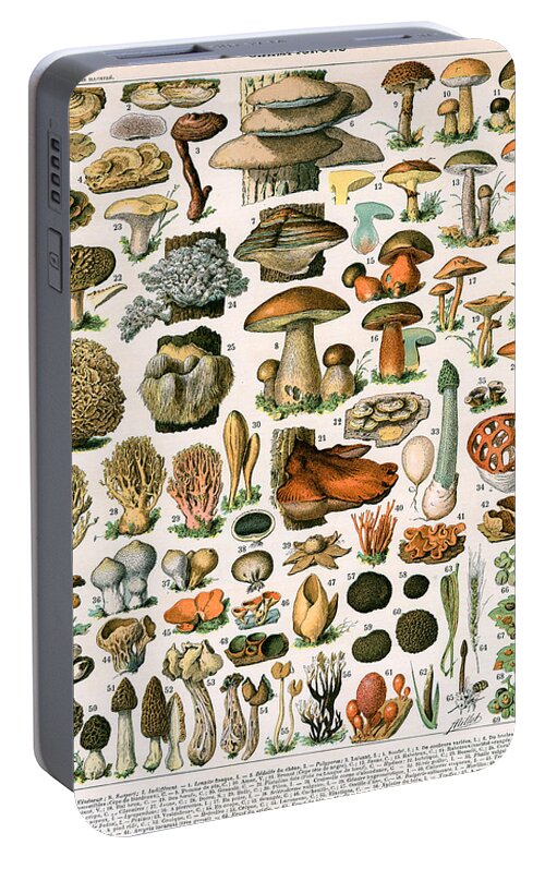 Mushroom Portable Battery Charger featuring the painting Decorative Print of Champignons by Demoulin by American School