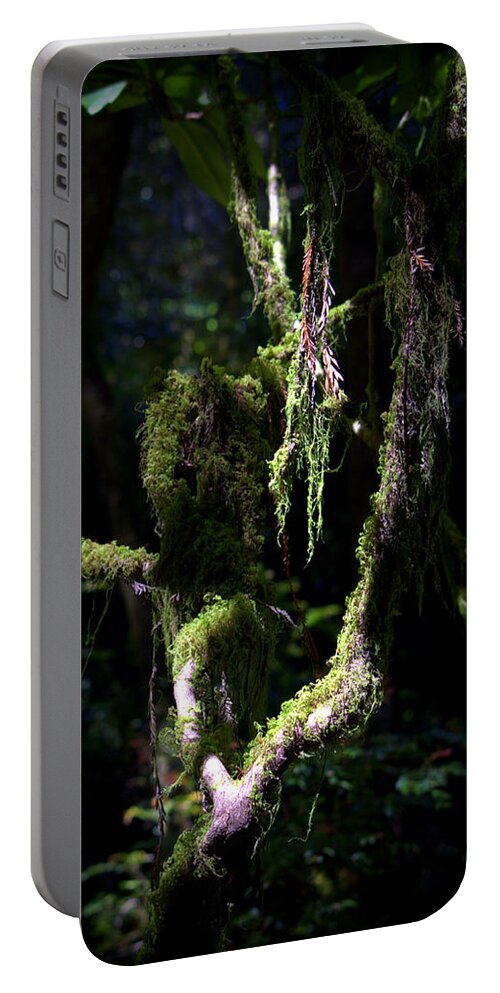Forest Portable Battery Charger featuring the photograph Deep In The Forest by Lori Seaman