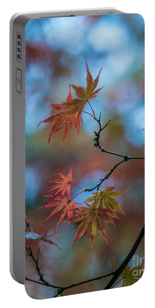 Leaves Portable Battery Charger featuring the photograph Delicate Signs of Autumn by Mike Reid