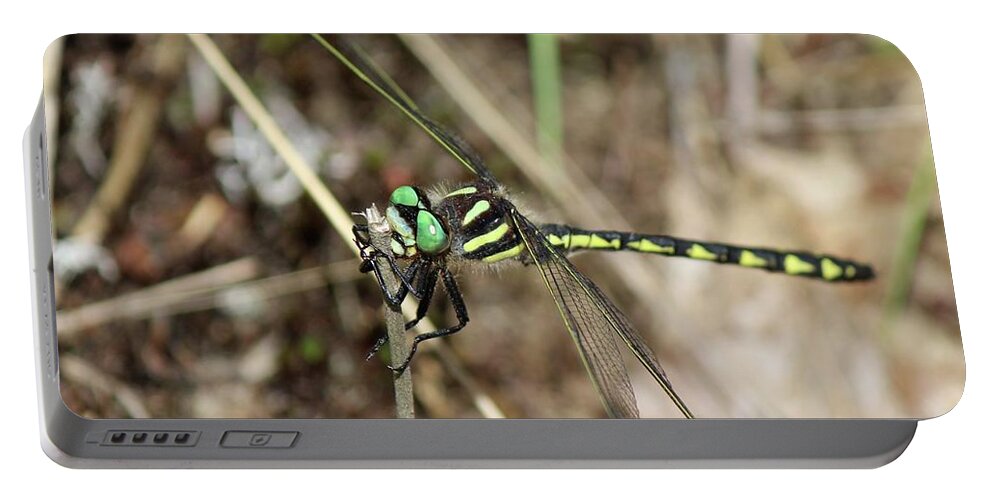 Dragonfly Portable Battery Charger featuring the photograph Delta-spotted Spiketail Male by David Pickett