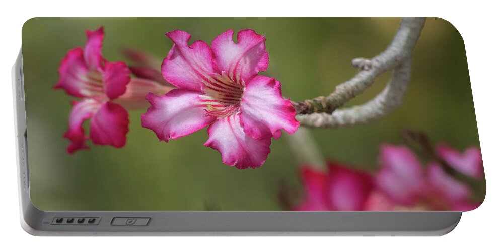 Desert_rose Portable Battery Charger featuring the photograph Desert Rose 5964-041118-1 by Tam Ryan