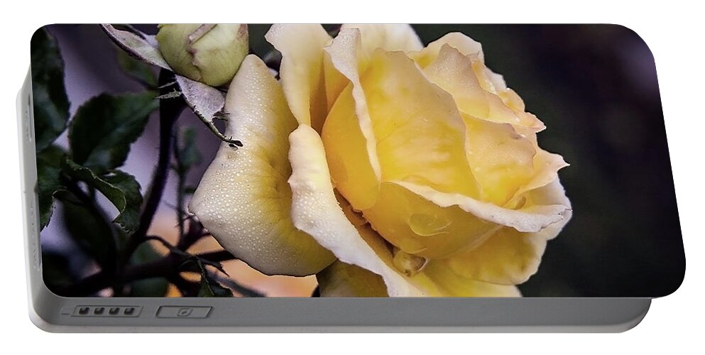 Rose Portable Battery Charger featuring the photograph Dew on a rose by Vanessa Thomas