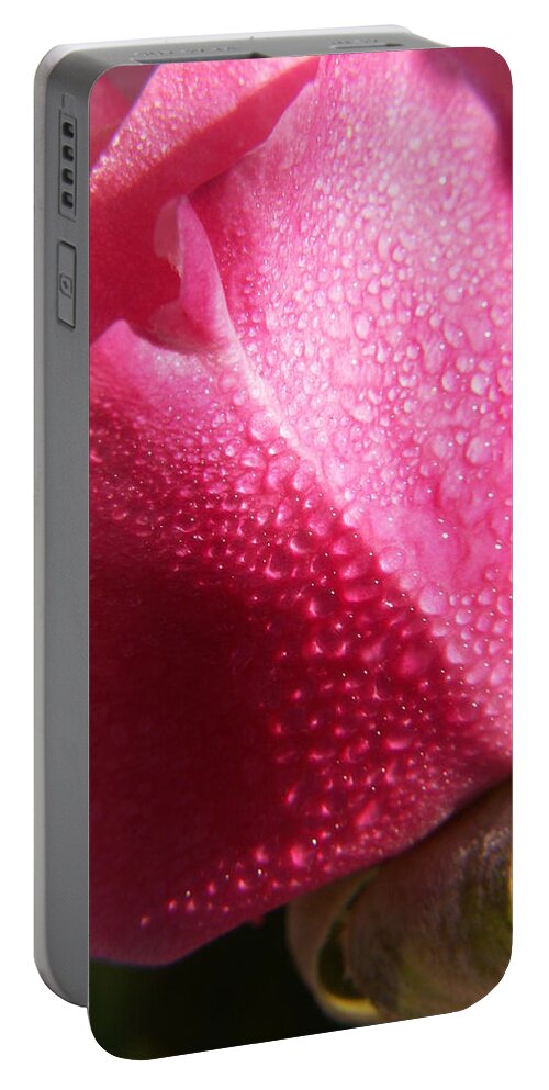 Pink Roses Portable Battery Charger featuring the photograph Dewy Rose by Amy Fose