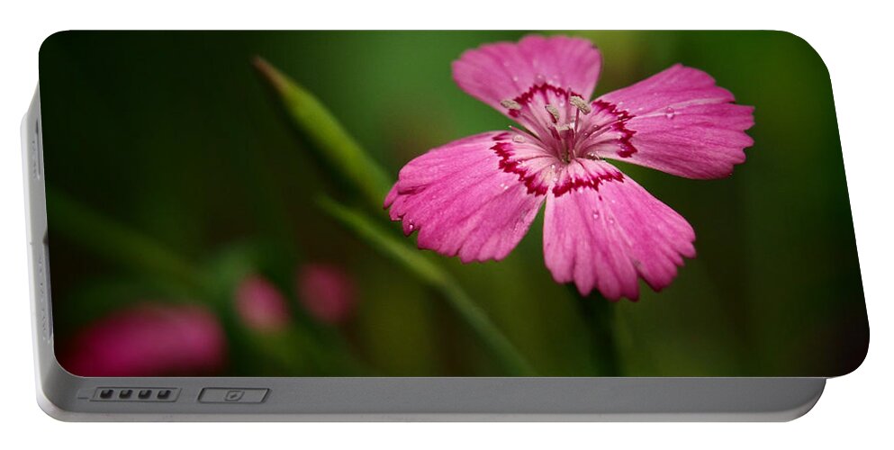 Flowers Portable Battery Charger featuring the photograph Dianthus In The Garden Shadows by Dorothy Lee