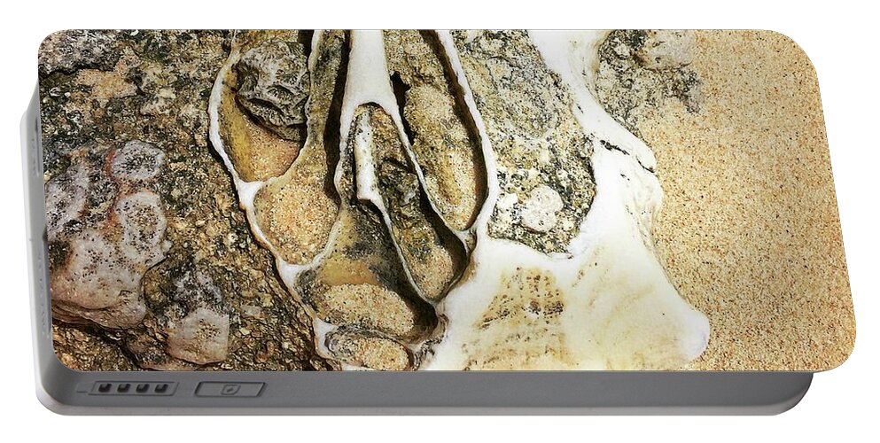 Shell Portable Battery Charger featuring the photograph Discovery at low tide by AnneMarie Welsh