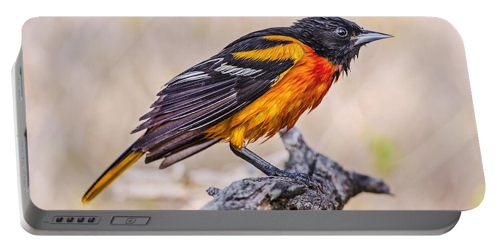 Bird Portable Battery Charger featuring the photograph Disgruntled Oriole by Peg Runyan