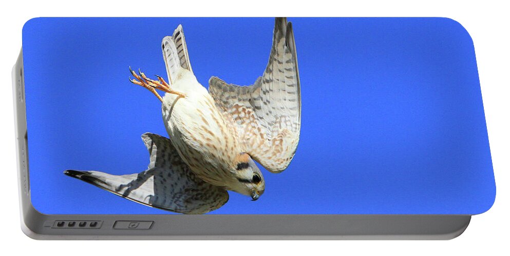 Kestrel Portable Battery Charger featuring the photograph Diving Kestrel by Shoal Hollingsworth