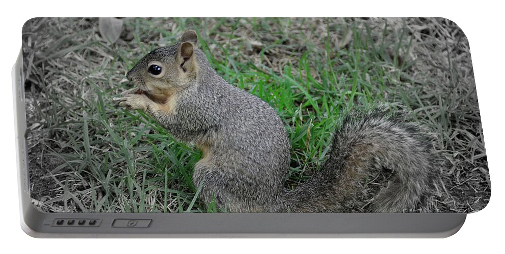 Squirrel Portable Battery Charger featuring the photograph Do Not Bother Me by Debby Pueschel