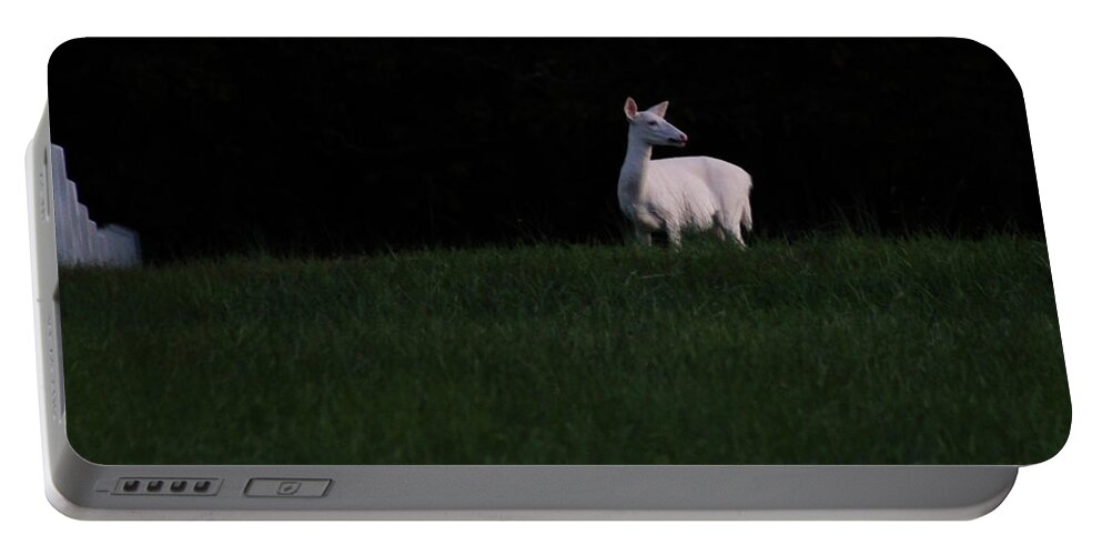 Albino Deer Portable Battery Charger featuring the photograph Doe, A Deer by Geri Glavis