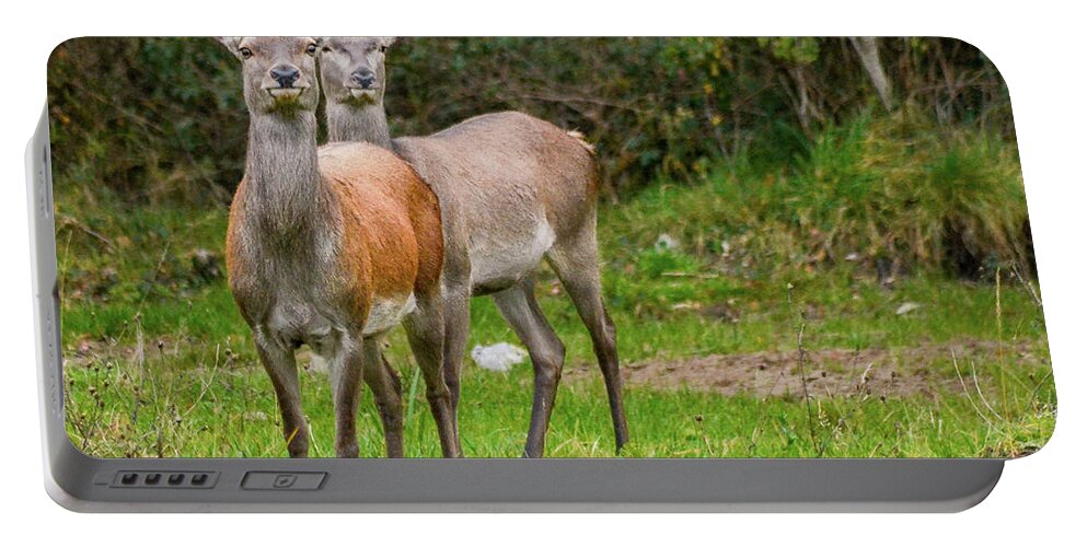 Stag Portable Battery Charger featuring the photograph Doe Eyed by Joe Ormonde