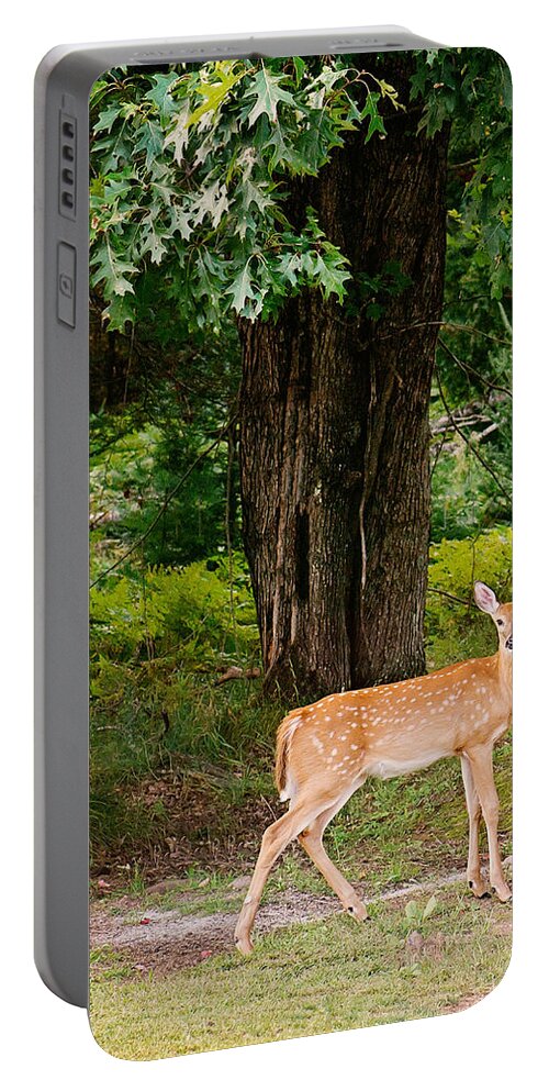 Whitetail Deer Portable Battery Charger featuring the photograph Fawn in the Woods Portrait by Gwen Gibson