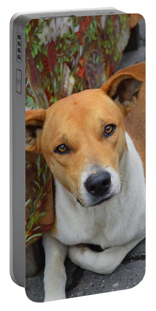 Dog Portable Battery Charger featuring the photograph Doggie Style by Bill Hamilton