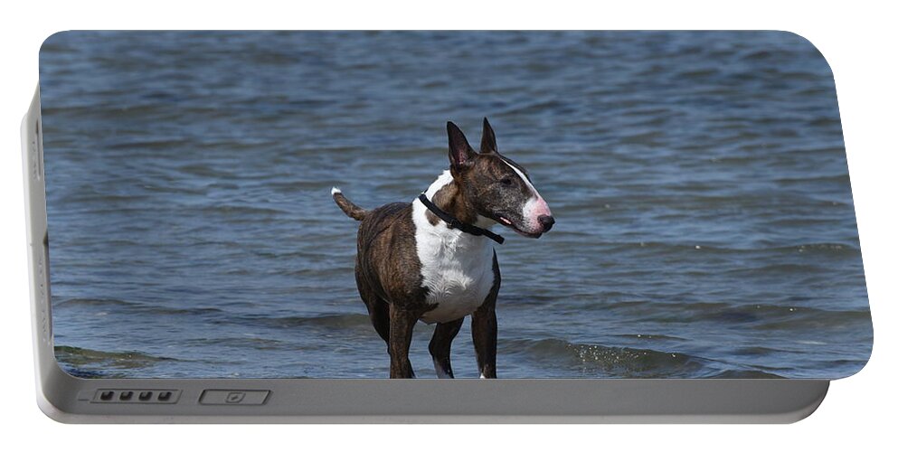 Bull Terrier Portable Battery Charger featuring the photograph Dogs 344 by Joyce StJames