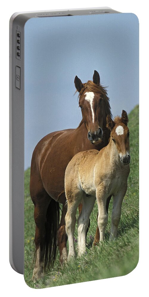 00198154 Portable Battery Charger featuring the photograph Domestic Horse Equus Caballus Mare by Konrad Wothe